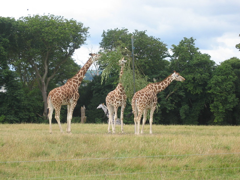 Giraffes in Fota