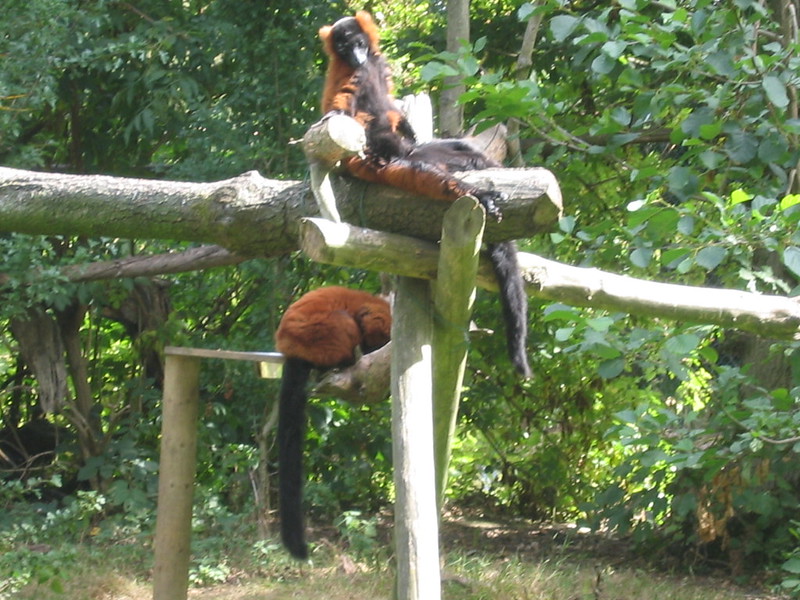 Monkeys in Fota